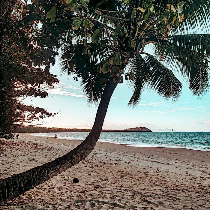 four mile beach palm tree